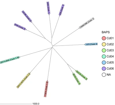 FIG 1 Neighbor-joining tree of the 11 C. difﬁcile isolates used for cgMLST target deﬁnition based on cgMLST target genes withpairwise ignore missing values