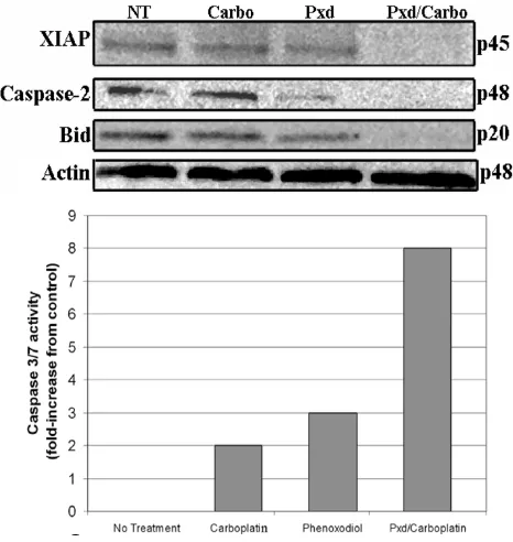 Figure 8Effect of pretreatment with Phenoxodiol on the apoptotic cascadeEffect of pretreatment with Phenoxodiol on the apoptotic cascade