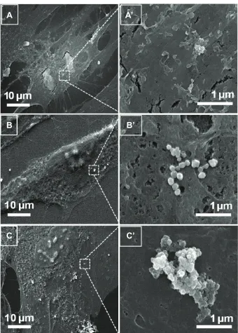 Figure 4 Fe-seM imaging for NP–cell interaction.Notes: cellular responses of hDFn cells after 4 hours’ contact with (A) bare ZnO NPs, (b) thin siO2/ZnO NPs, and (c) thick siO2/ZnO NPs, and their corresponding enlarged views (A’–c’), respectively.Abbreviations: FE-SEM, field-emission scanning electron microscope; HDFn, human dermal fibroblast neonatal; ZnO NPs, zinc oxide nanoparticles; thin SiO2/ZnO, ZnO coated with a thin layer of siO2; thick siO2/ZnO, ZnO densely coated with SiO.