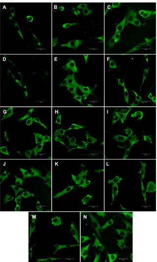 Figure 7 Immunofluorescence staining of vinculin in MG-63 cells cultured on pure composite “0” (A), composites with 2–25 vol% nano-ha (ie, N2 [B], N5 [C], N10 [D], N15 [E], N20 [F], and N25 [G]), and composites with 2–25 vol% micro-ha (ie, M2 [H], M5 [I], M10 [J], M15 [K], M20 [L], and M25 [M]), and on polystyrene (N).Notes: leica sP2 confocal microscope (leica Microsystems, Wetzlar, germany), obj ×20, zoom ×4, water immersion; scale bar =30 µm.Abbreviation: ha, hydroxyapatite.