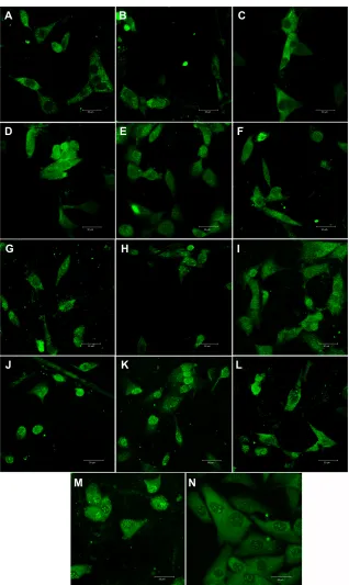 Figure 9 Immunofluorescence staining of osteocalcin in MG-63 cells cultured on pure composite “0” (A), composites with 2%–25% nano-ha (ie, N2 [B], N5 [C], N10 [D], N15 [E], N20 [F], and N25 [G]), and composites with 2%–25% micro-ha (ie, M2 [H], M5 [I], M10 [J], M15 [K], M20 [L], and M25 [M]), and on polystyrene (N).Notes: leica sP2 confocal microscope (leica Microsystems, Wetzlar, germany), obj ×20, zoom ×4, water immersion; scale bar =30 µm.Abbreviation: ha, hydroxyapatite.