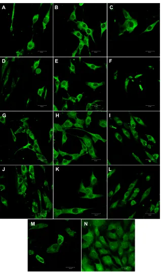 Figure 10 Immunofluorescence staining of osteopontin in MG-63 cells cultured on pure composite “0” (A), composites with 2–25 vol% nano-ha (ie, N2 [B], N5 [C], N10 [D], N15 [E], N20 [F], and N25 [G]), and composites with 2%–25% micro-ha (ie, M2 [H], M5 [I], M10 [J], M15 [K], M20 [L], and M25 [M]), and on polystyrene (N).Notes: leica sP2 confocal microscope (leica Microsystems, Wetzlar, germany), obj ×20, zoom ×4, water immersion, scale bar =30 µm.Abbreviation: ha, hydroxyapatite.