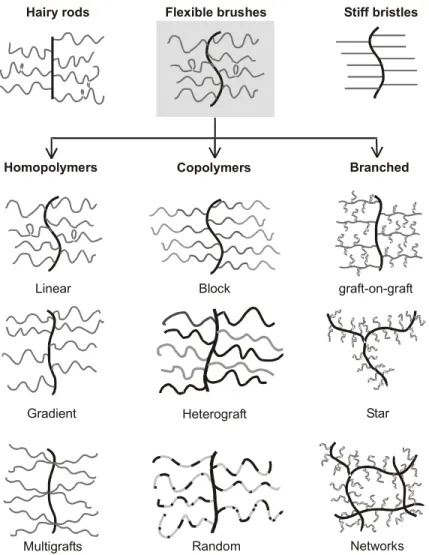 Figure 1.3 17  The Variety of Brush Structure Synthetic brush polymers can vary widely in  basic structure (planar, cylindrical or spherical), as well as in the smaller architectural details