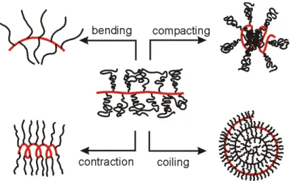 Figure  1.5  Surface  Conformations  of  Brushes  The  brushes  with  their  responsive  conformations make ideal molecular actuators