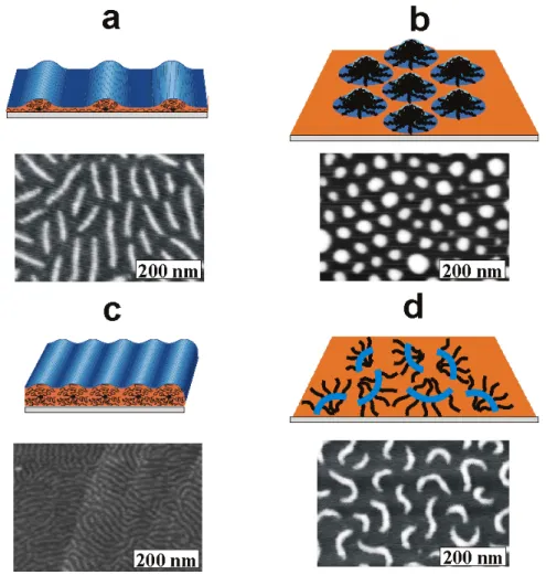 Figure 1.7 17  AFM Images of Brush Surface Conformations The four distinct 