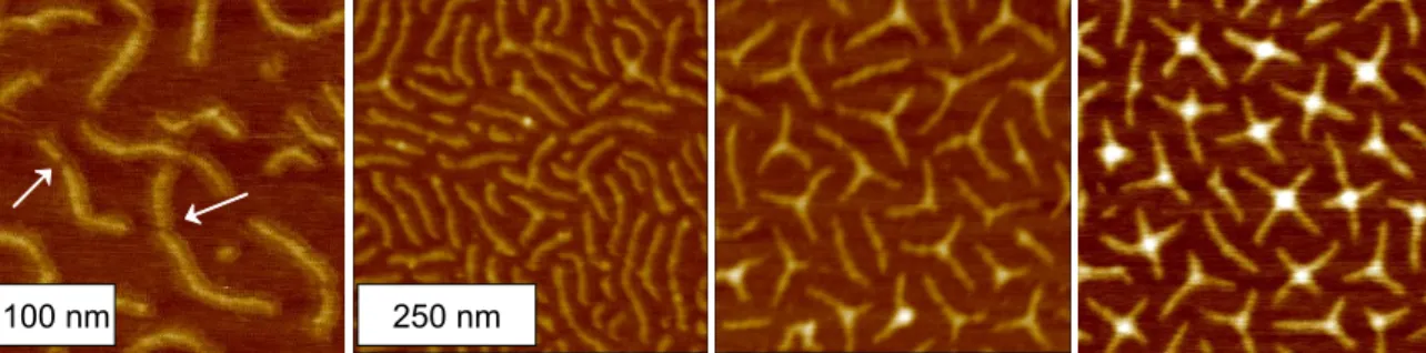 Figure  2.2  AFM  Height  Images  of  Multi-arm  Brushes  AFM  height  images  reveal  the  structure  of  multiarmed  brush  polymers