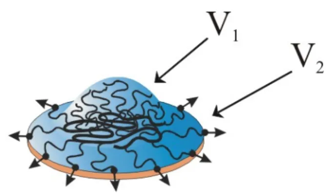 Figure 3.1 Scheme of Collapsed Brush Molecule The collapsed brush molecule consists of  a cap of desorbed side chains of volume  !