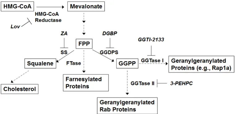 Figure 1: The isoprenoid biosynthetic pathway. Relevant enzymes and specific inhibitors are shown
