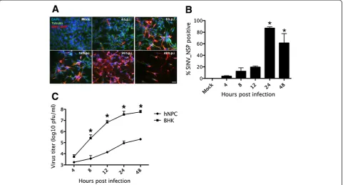 Figure 1 hNPCs are highly susceptible to SINV infection. hNPCs were infected with SINV at an m.o.i