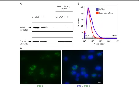 Figure 1 MOR-1 is expressed on the surface of TF-1 cells. (A) Western immunoblot analyses performed with the human neuroblastoma cellline SH-SY5Y (positive control) and TF-1 cell line whole cell lysates demonstrate the presence of μ-opioid receptor-1 prote