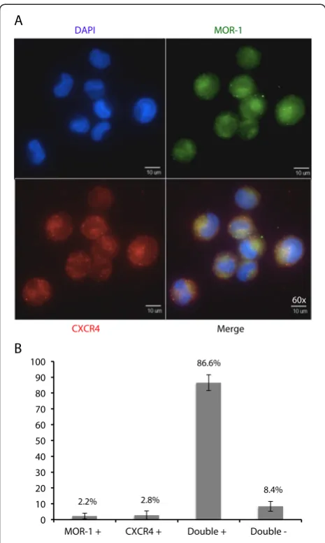 Figure 2 TF-1 cells express MOR-1 and CXCR4 in overlappingdomains. (A) TF-1 cells were cultured and stained as describedabove