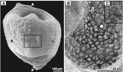 Figure 2.3: Reprinted from Hirokawa et al. (2009). Scanning electron micrographs of a mouse embryo