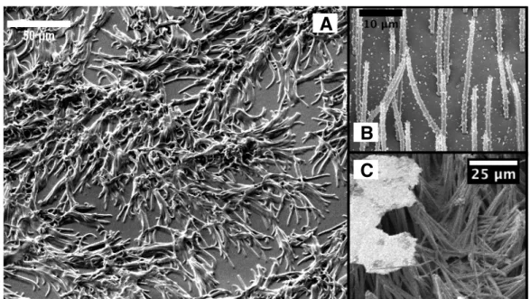 Figure 3.11: SEM images of rods with aspect ratios ranging from 18-31 exhibiting both ground and lateral collapse
