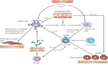 Figure 2.Inflammatory and immune cells involved in asthma. 