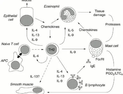 Figure 3. Pleiotropic activities of T helper type 2 (TH2)-type cytokines in allergic asthma.(Adapted from Journal of Clinical  Pathology) 