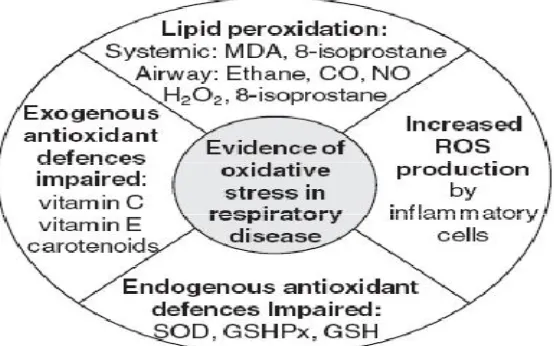 Figure 4: Evidence of oxidative stress in respiratory disease.  