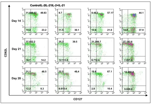 Figure 5CD27 vs CD62L 2 parameter phenotype analysis of pmel CD8+ T cellsCD27 vs CD62L 2 parameter phenotype analysis of pmel CD8+ T cells