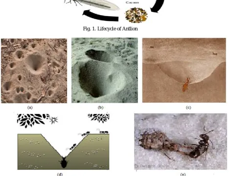 Fig. 1.  Lifecycle of Antlion 