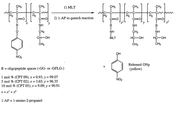 Figure 3.2 Scheme to show aminolysis of HPMA copolymer precursor by MLT primary amine groups