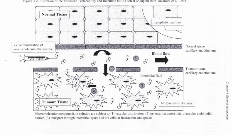 Figure 1.2 Illustration of the Enhanced Permeability and Retention (EPR) Effect (Adapted from Takakura et al, 1998)