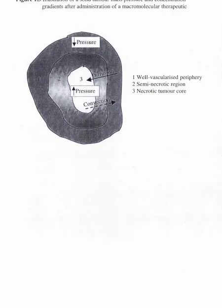 Figure 1.3 Illustration of a solid tumour mass pressure and concentration 
