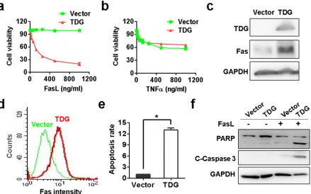 Figure 5: TDG activates Fas transcription to promote apoptosis. Viabilities of TNFα a