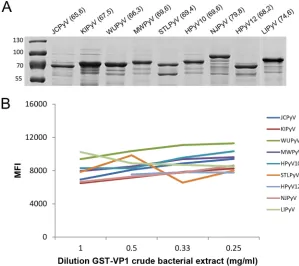 FIG 2 Seroresponses against each GST-HPyV VP1 antigen measured in the multiplex immunoassay