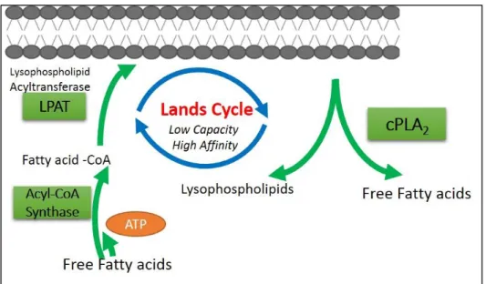 Figure 1.5. Land’s Cycle: Deacylation and reacylation (esterification) cycle regulating membrane  phospholipids/lysophospholipid balance with arachidonic acid and other fatty acids
