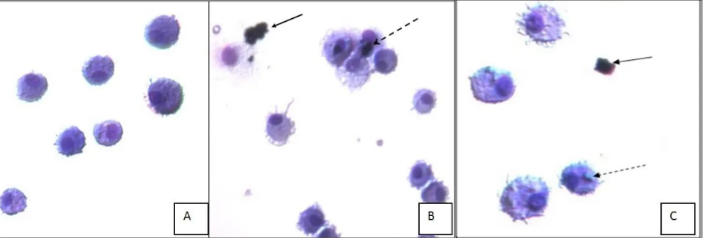 Figure 2.1. DEP and B20 particle suspension with AM. H&amp; E stain of WKY AM with increasing B20 particle  concentrations