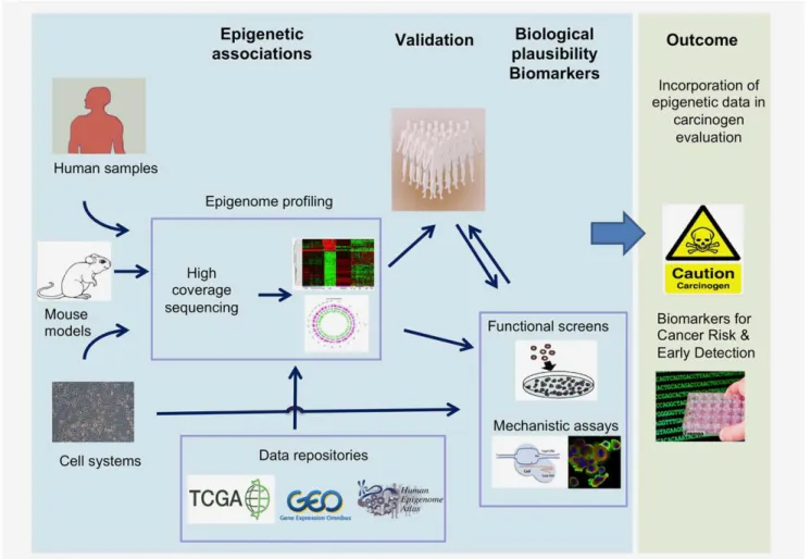 Figure 2. An integrated approach for the production and integration of epigenetic data in carcinogen identification and evaluation