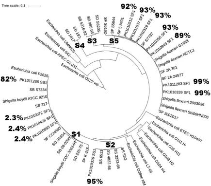 FIG 3 Phylogenetic tree of selected isolates ofare denoted by PK Shigella spp. The Shigella lineages were determined previously (20)