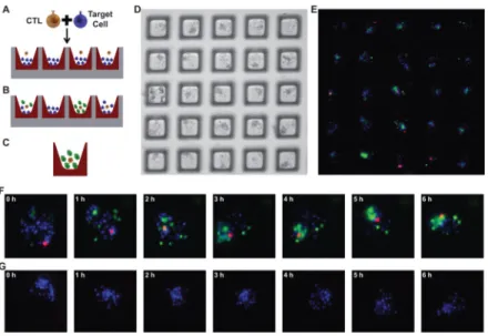 Figure 2. Design of T cell mediated cytotoxicity assay
