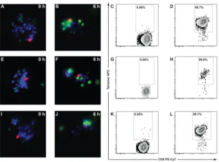 Figure 6. Isolation and expansion of T cells based upon cytotoxicity