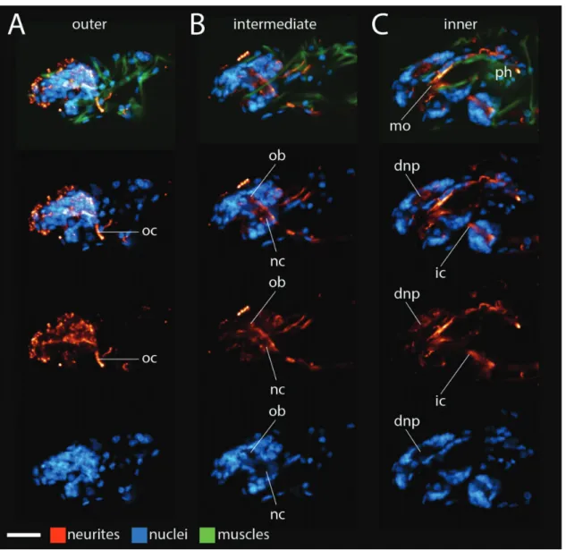 Fig. 3 Lateral views of H. dujardini brain morphology. (A–C) Maximum projections of confocal Z series, from outer (left) to inner (right)