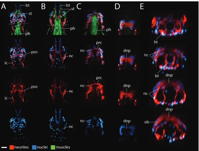 Fig. 4 Milnesium n. sp. brain morphology. (A–D) Ventral (left) to dorsal (right). Anterior is to the top