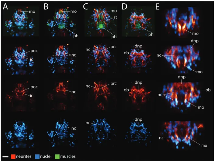 Fig. 5 Echiniscus n. sp. brain morphology. (A–D) Maximum projections of ventral (left) to dorsal (right) Z-series slices