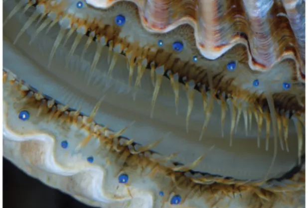 Fig. 1 The bay scallop Argopecten irradians. Note the numerous eyes arrayed along the mantle margins of both valves.