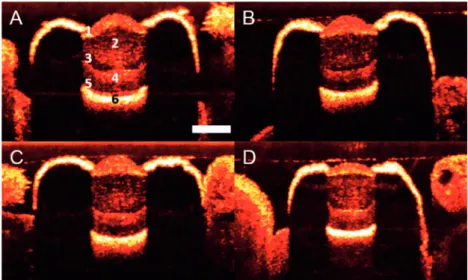 Fig. 2 Virtual axial cross-sections of live scallop eyes acquired using OCT. Panel A displays an eye in which labels have been applied to the six scattering bands visible in the majority of our OCT images