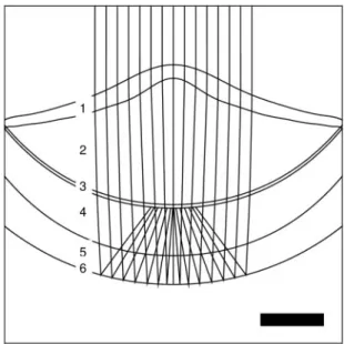 Fig. 3 An example of the ray-tracing model we used to predict the qualities of the images received by the distal and proximal retinas of scallops given different conditions