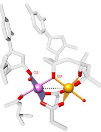 Figure 1. The DNA polymerase β active site