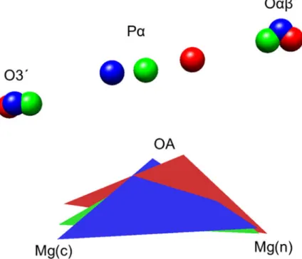 Figure 5. Spatial orientation of the six atoms (O3′, P α , O αβ ; Mg(c), OA, Mg(n)) in the active site  of DNA polymerase β during the insertion reaction