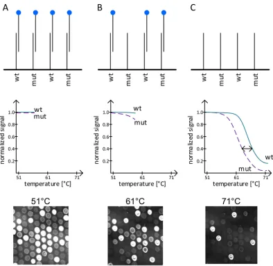 FIG 1 Principle of isolate detection by the melting curve assay. For the drug resistance-associated targets rpoB RRDR, rpoBcodon 572, katG, gyrA QRDR, and the inhA promoter region, probes representing the wild-type (wt) and mutant (mut)genotypes were spott