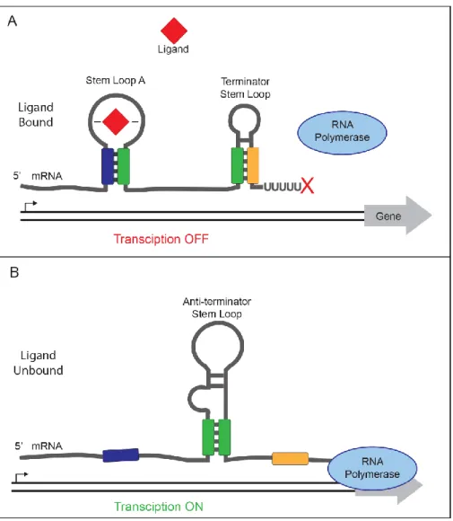 Figure 1.2 Transcriptional termination controlled by an “off” riboswitch. (A) Ligand  binding stabilizes stem loop A and promotes formation of a terminator stem loop leading to  transcript termination