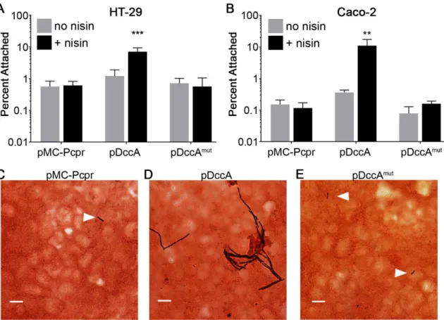 Figure 2.2. c-di-GMP promotes C. difficile attachment to epithelial cell monolayers in vitro