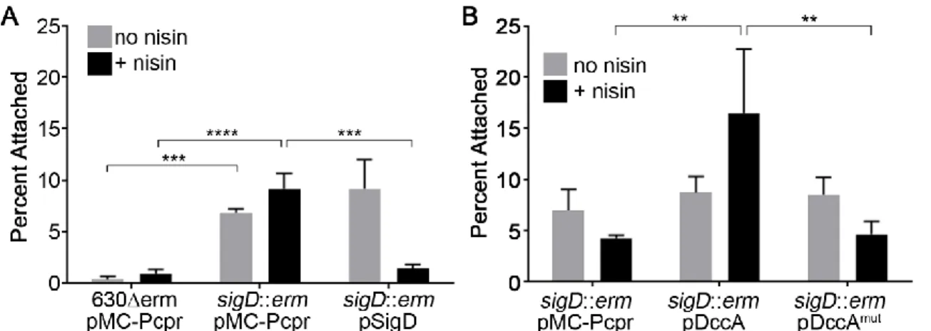 Figure 2.3. Aflagellate C. difficile adhere better to HT-29 cell monolayers.  C. difficile  cultures were grown to mid-exponential phase in BHIS with 10 μg/ml thiamphenicol and 1  μg/ml nisin to induce gene expression as indicated