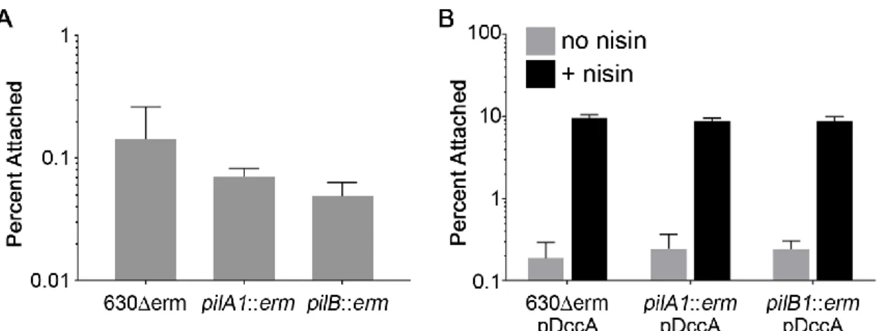 Figure 2.4. Attachment to HT-29 cell monolayers at 1 hour is not dependent on type IV pili