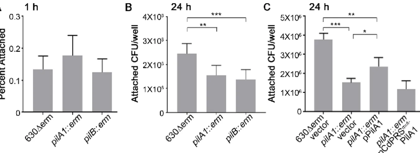 Figure 2.5. Type IV pili promote adherence to MDCK cell monolayers at 24 hrs.  
