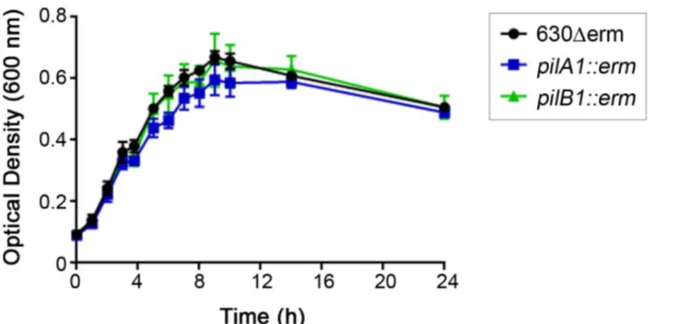 Figure 2.6. Growth of C. difficile strains in DMEM culture medium.  630Δerm, the pilA1  mutant, and pilB1 mutant were grown in DMEM + 10% FBS without phenol red, with OD 600