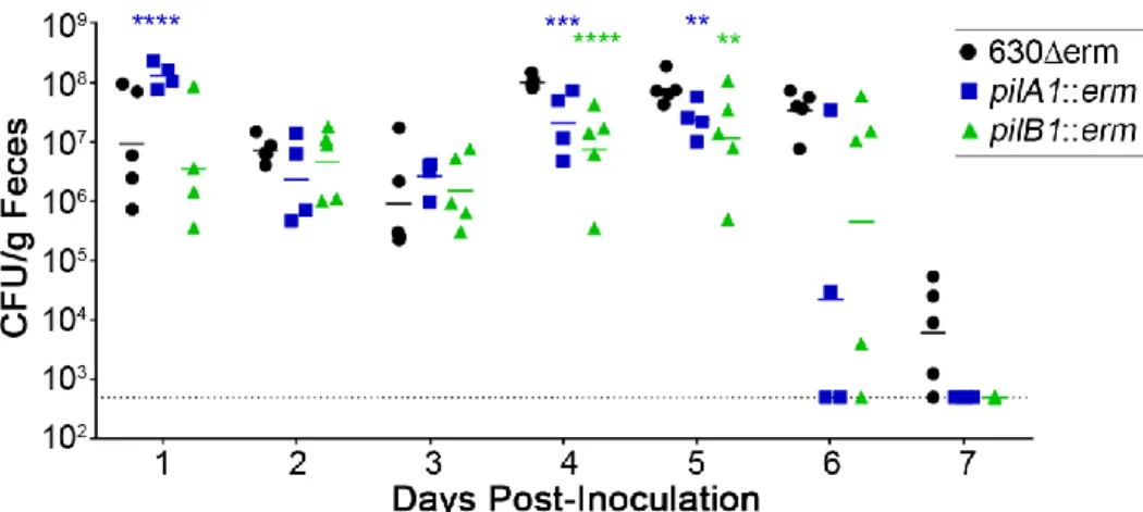 Figure 2.8. Single strain mouse infections of 630Δerm, pilA1 mutant and pilB1 mutant.  