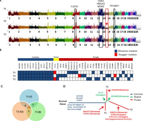 Figure 6: Landscape of intra-tumor heterogeneity. A. CNAG copy number plot of three different tumor regions (T1, T2 and T3) of the same LPS tumor